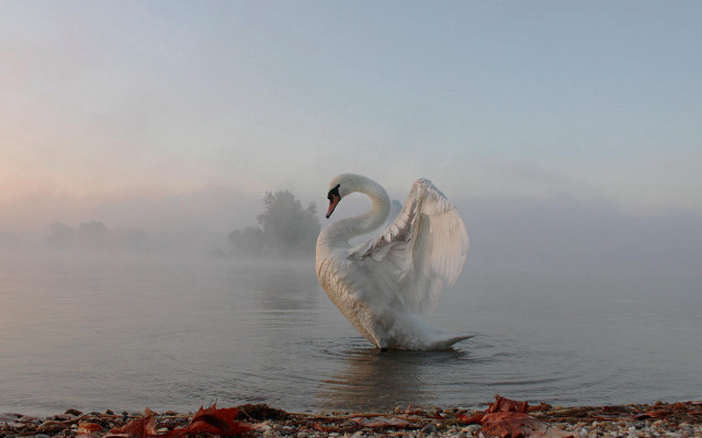 Swan foggy water wings spread free wallpaper - medium preview image