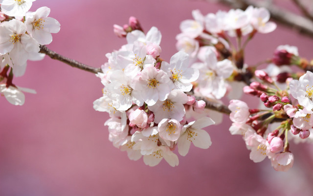 Branch white flowers pink background #2 free wallpaper - medium preview image