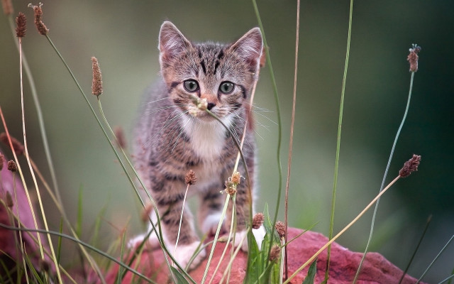 Kitten field flowers bow utility free wallpaper - medium preview image
