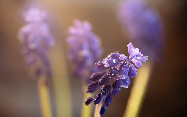 Lavender water drops closeup bokeh free wallpaper - medium preview image