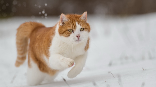 Cat snow winter ascii award free wallpaper - medium preview image