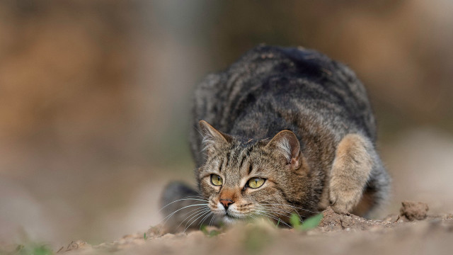 Cat walking park grass dirt free wallpaper - medium preview image