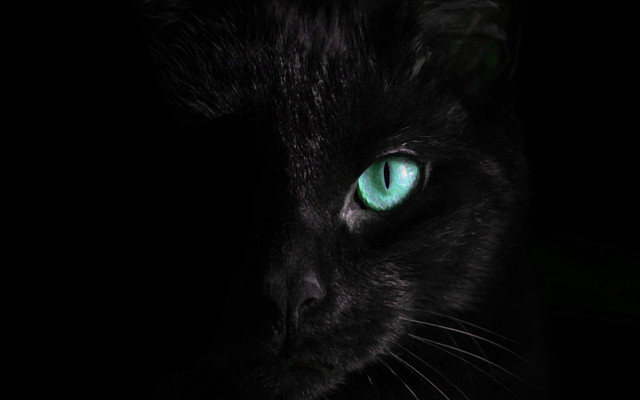 Black cat green eyes gothic #5 free wallpaper - medium preview image