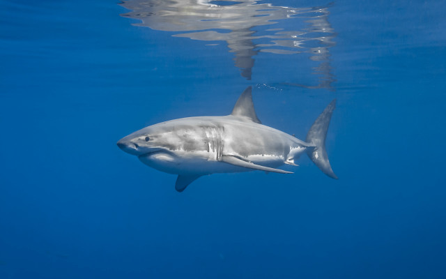Shark ocean person camera sharktail free wallpaper - medium preview image