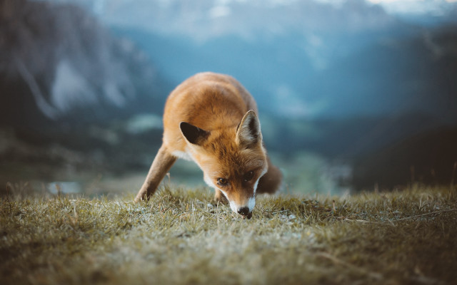 Fox grass mountains blue sky free wallpaper - medium preview image