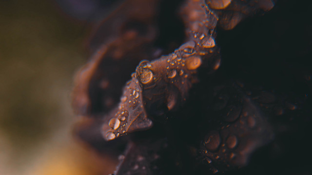 Water droplets leafy stem macro free wallpaper - medium preview image