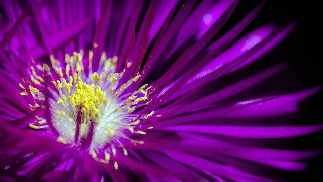 Purple flower macro yellow stamen free wallpaper - medium preview image