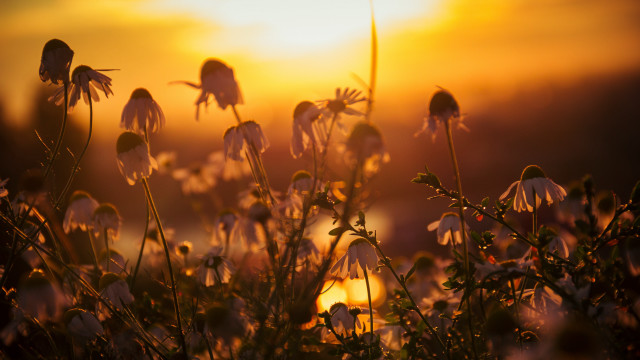 Flower field sunset clouds impressionist free wallpaper - medium preview image