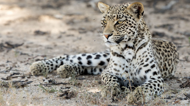 Leopard sitting dirt grass blurry free wallpaper - medium preview image