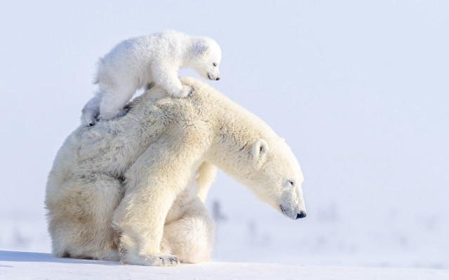 Polar bear cub on back free wallpaper - medium preview image