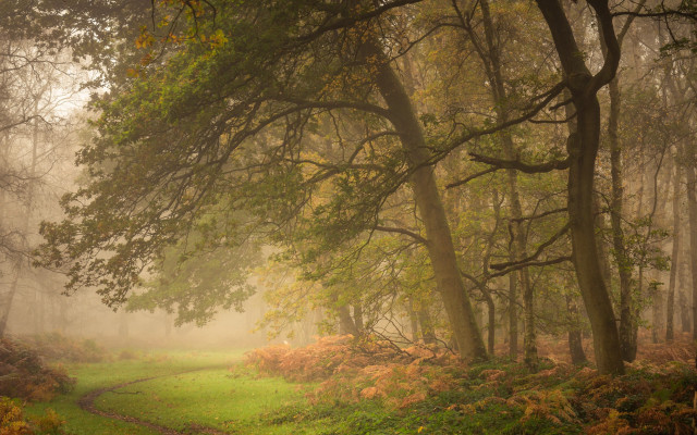 Forest path mist sunlight tonalism free wallpaper - medium preview image