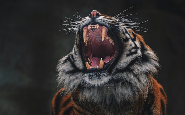 Tiger open mouth sharp teeth #2 free wallpaper - medium preview image