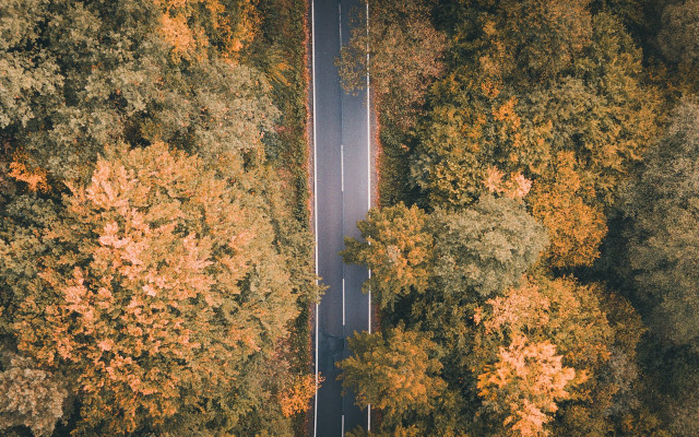 Autumn road yellow leaves white free wallpaper - medium preview image