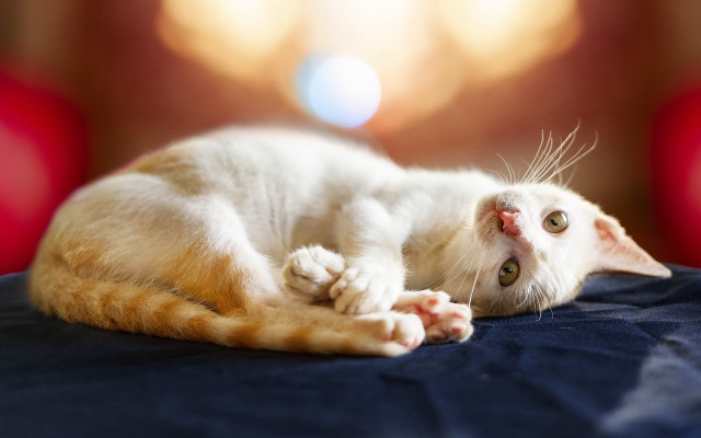 White cat lying bed red free wallpaper - medium preview image