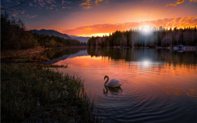 Swan lake sunset trees magic free wallpaper - medium preview image
