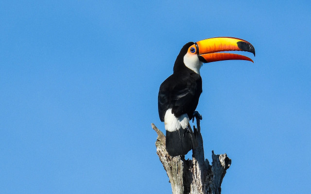 Toucan tree branch blue sky free wallpaper - medium preview image