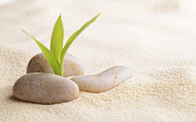 Plant sprouting rocks sand green free wallpaper - medium preview image