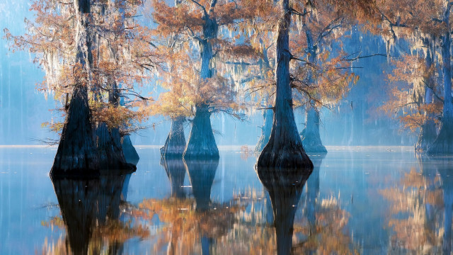 Trees water autumn leaves reflection free wallpaper - medium preview image