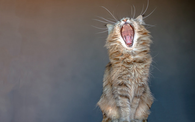 Cat yawning table art photography free wallpaper - medium preview image