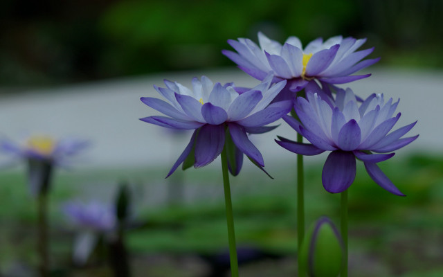 Purple flower green field macro #2 free wallpaper - medium preview image
