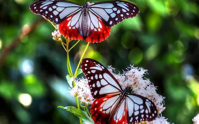 Blue butterfly flower bokeh nature free wallpaper - medium preview image