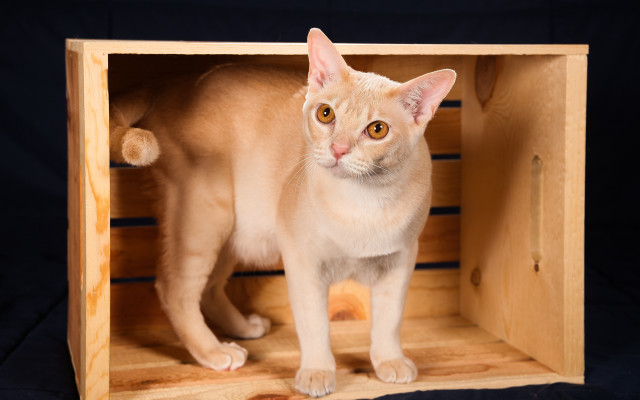 Cat wooden crate black background free wallpaper - medium preview image