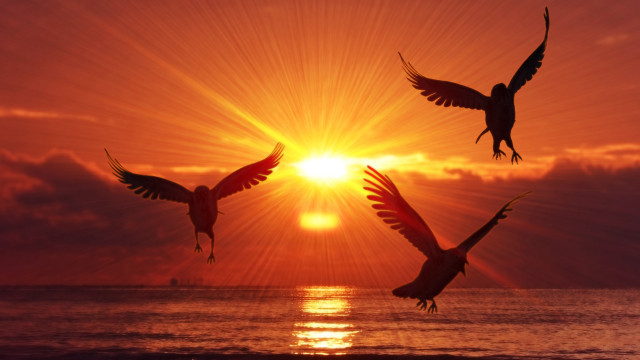 Birds sunset ocean clouds flying free wallpaper - medium preview image