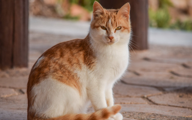 Sad orange cat photorealistic blurry #2 free wallpaper - medium preview image