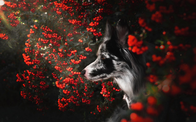 Dog bush redflowers sunbeam autumn free wallpaper - medium preview image