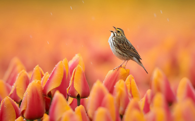 Bird flower rain blurry macro free wallpaper - medium preview image