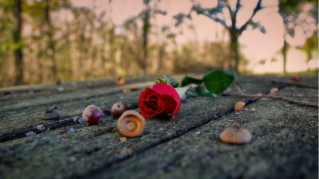Red rose bokeh shallow depth free wallpaper - medium preview image
