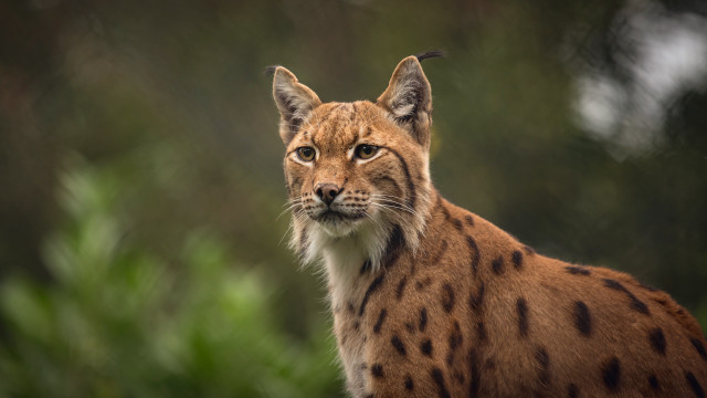 Cat closeup blurry background trees free wallpaper - medium preview image