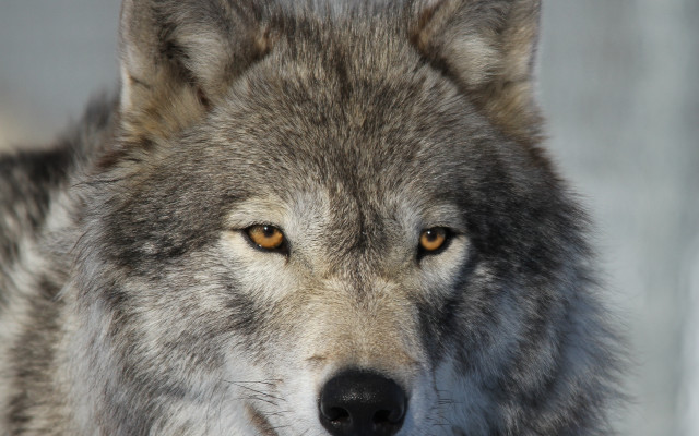 Wolf yellow eye closeup naturalism free wallpaper - medium preview image