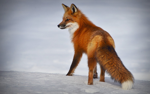 Red fox snow outdoors realistic free wallpaper - medium preview image