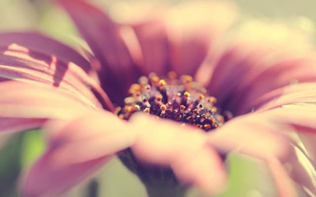 Pink flower macro shallow depth free wallpaper - medium preview image
