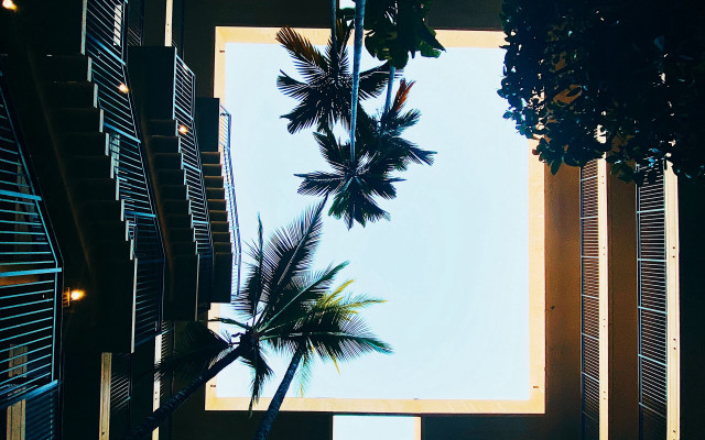 Palm tree view window shutters free wallpaper - medium preview image