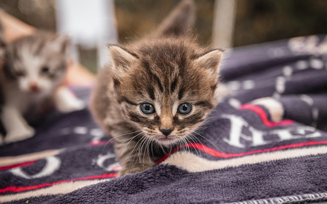 Kitten blanket curious shiba inu free wallpaper - medium preview image