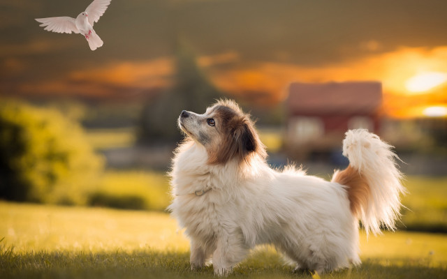 Dog field bird sunset elkevogelsang free wallpaper - medium preview image