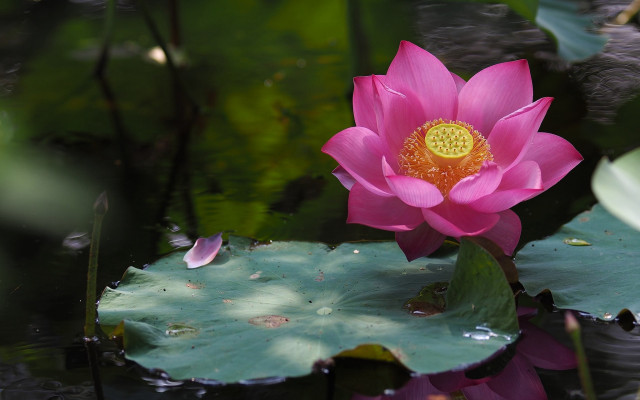 Pink flower lily pond green free wallpaper - medium preview image