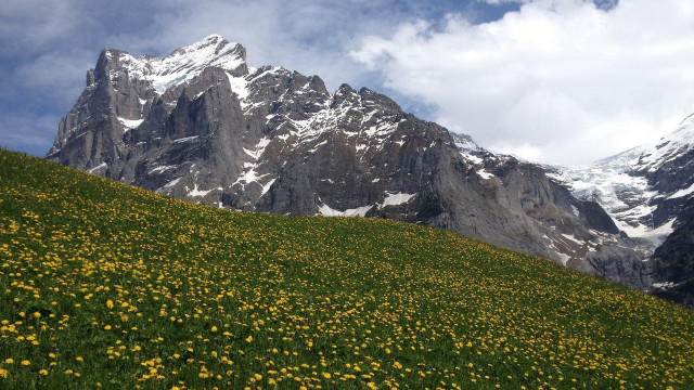 Flower field mountains snow cloudy free wallpaper - medium preview image