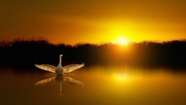 Swan floating lake sunset wings free wallpaper - medium preview image