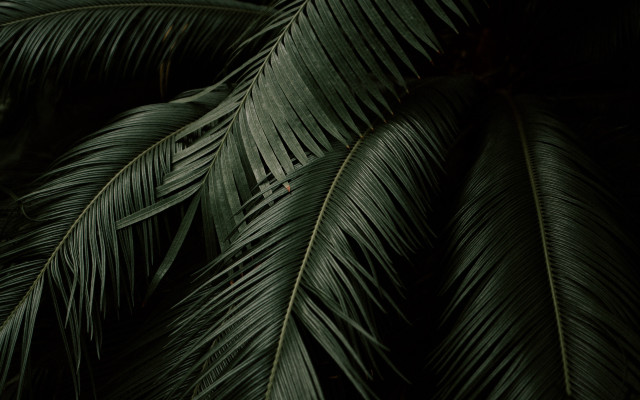 Green leafy plant bird bamboo free wallpaper - medium preview image
