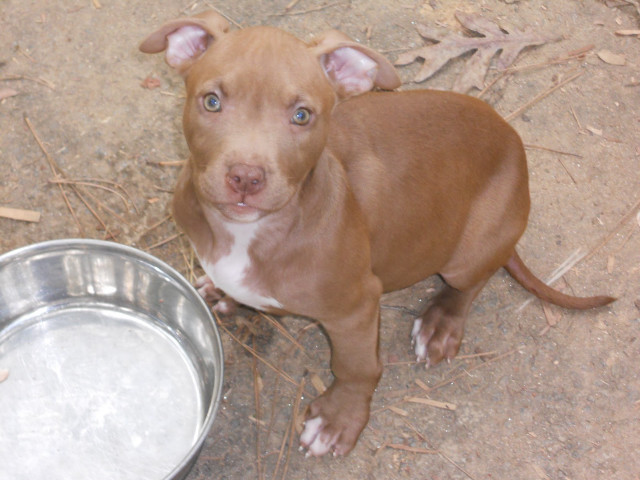 Brown dog metal bowl water free wallpaper - medium preview image