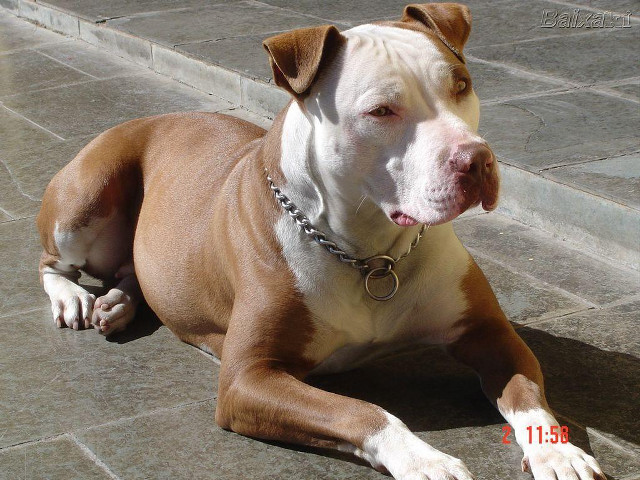 Dog laying ground chain collar free wallpaper - medium preview image