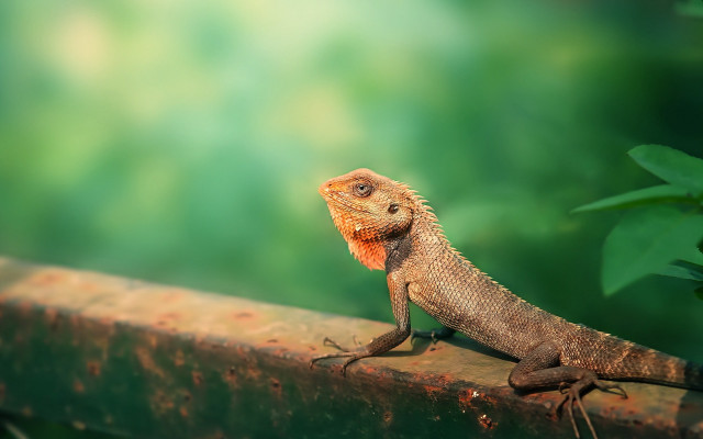 Lizard sitting branch sun blurry free wallpaper - medium preview image