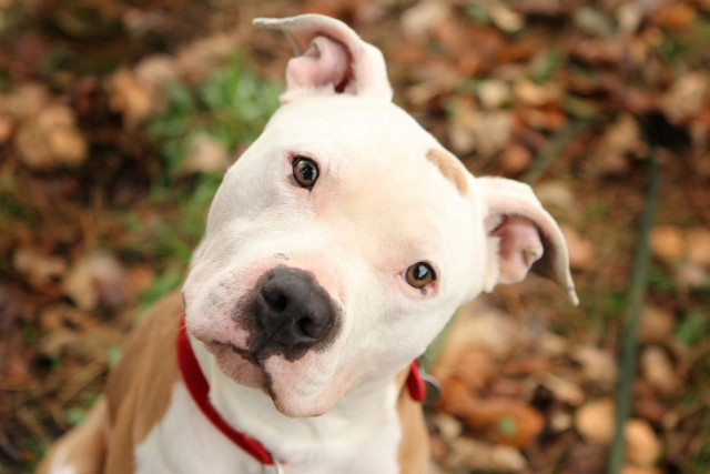 Dog red collar sad look free wallpaper - medium preview image