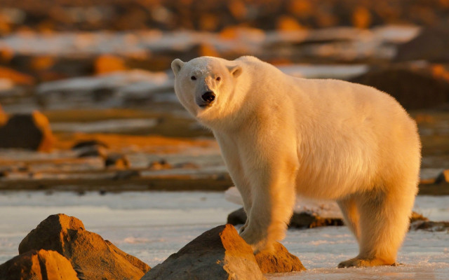 Polar bear ecological art wildlife free wallpaper - medium preview image