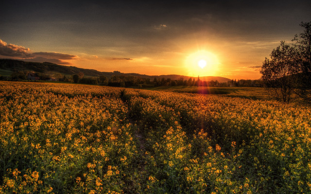 Flower field sunset tree autumn #2 free wallpaper - medium preview image