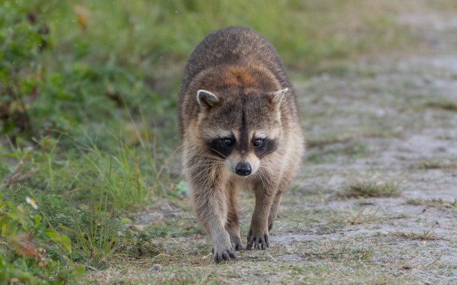 Raccoon dirt road grass weeds free wallpaper - medium preview image