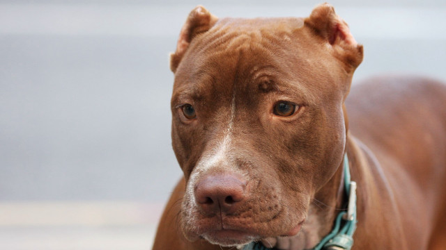 Brown dog blue collar serious free wallpaper - medium preview image